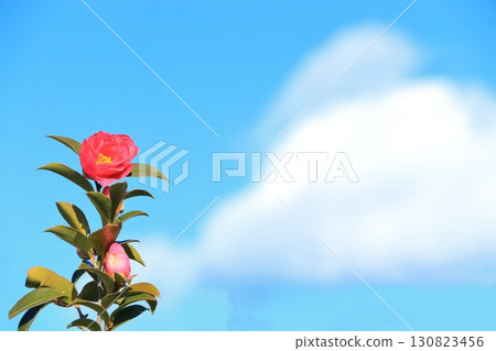 Camellia and clouds against the blue sky Camellia and clouds against the blue sky 130823456