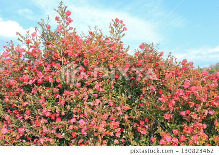 Southernka鮮花盛開 Southernka鮮花盛開 130823462