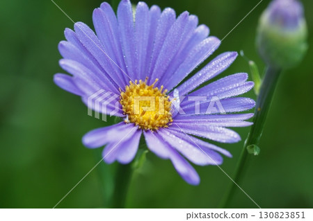Close-up of Yuzen chrysanthemum Close-up of Yuzen chrysanthemum 130823851