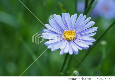 Close-up of Yuzen chrysanthemum flowers Close-up of Yuzen chrysanthemum flowers 130823852