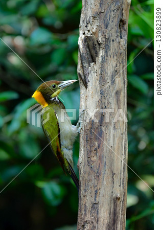 黃頭啄木鳥是一種美麗的黃色、紅色和綠色的啄木鳥，生活在東南亞的熱帶雨林中 130823899