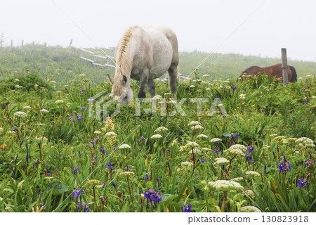 Horses and flowers that live in 130823918