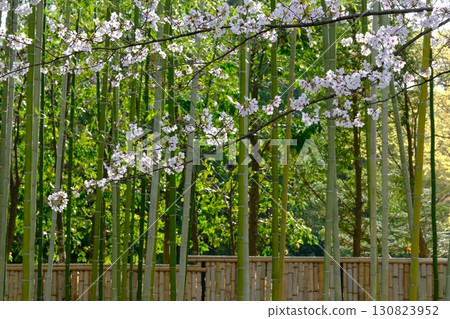 Cherry blossom and bamboo Japanese image material Cherry blossom and bamboo Japanese image material 130823952