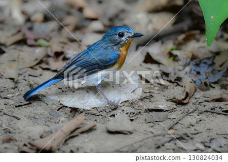 The Indochinese flycatcher is a beautiful little blue and orange bird found in the tropical rainforests of Southeast Asia. The Indochinese flycatcher is a beautiful little blue and orange bird found in the tropical rainforests of Southeast Asia. 130824034