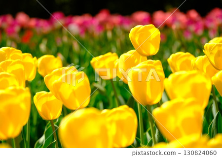 Spring color image material of tulips 130824060