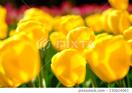 Spring color image material of tulips 130824061