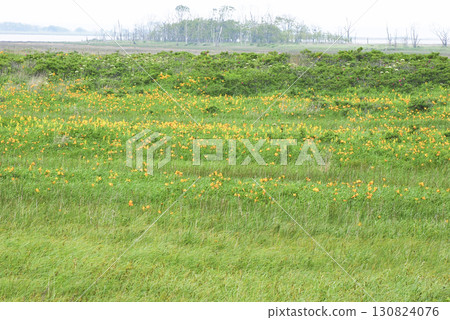 北海道別海市野付半島上盛開的蝦夷萱草大片群落 130824076