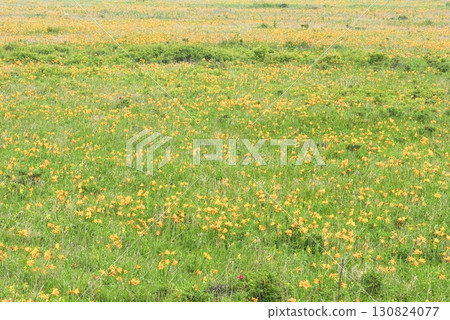 A large colony of Ezo Daylilies blooming on the Notsuke Peninsula in Betsukai, Hokkaido 130824077
