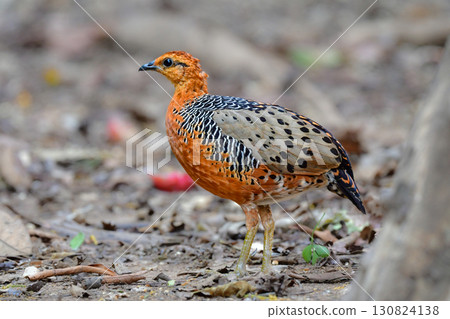 The red-breasted partridge is a beautiful orange bird related to the quail found in the tropical rainforests of Southeast Asia. 130824138