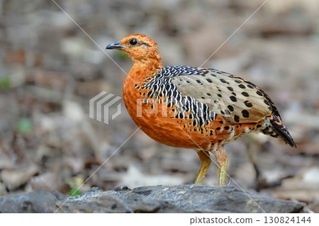 紅胸鷓鴣是一種美麗的橙色鳥類，與東南亞熱帶雨林中的鵪鶉有親緣關係。 130824144