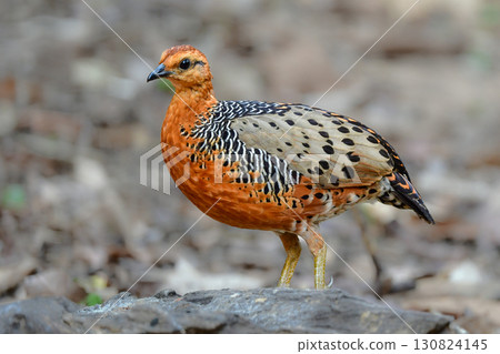 The red-breasted partridge is a beautiful orange bird related to the quail found in the tropical rainforests of Southeast Asia. The red-breasted partridge is a beautiful orange bird related to the quail found in the tropical rainforests of Southeast Asia. 130824145