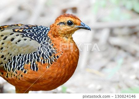 紅胸鷓鴣是一種美麗的橙色鳥類，與東南亞熱帶雨林中的鵪鶉有親緣關係。 130824146