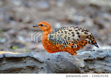 The red-breasted partridge is a beautiful orange bird related to the quail found in the tropical rainforests of Southeast Asia. 130824148