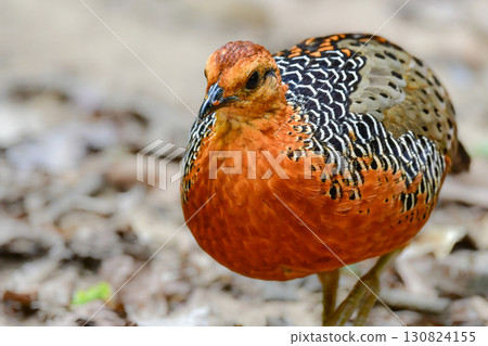 The red-breasted partridge is a beautiful orange bird related to the quail found in the tropical rainforests of Southeast Asia. 130824155