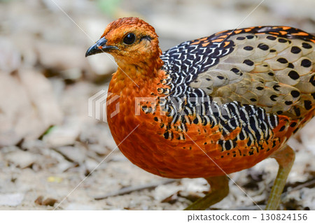 The red-breasted partridge is a beautiful orange bird related to the quail found in the tropical rainforests of Southeast Asia. 130824156