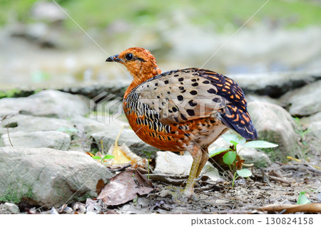 The red-breasted partridge is a beautiful orange bird related to the quail found in the tropical rainforests of Southeast Asia. The red-breasted partridge is a beautiful orange bird related to the quail found in the tropical rainforests of Southeast Asia. 130824158