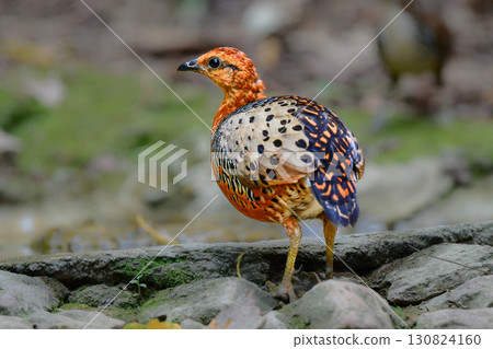 The red-breasted partridge is a beautiful orange bird related to the quail found in the tropical rainforests of Southeast Asia. 130824160