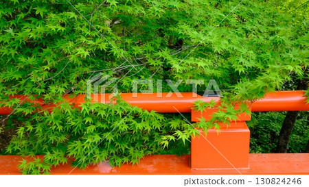 A Japanese image of fresh greenery and a vermilion-lacquered bridge 130824246