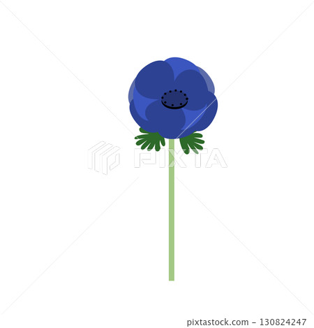 Blue anemone flower illustration Blue anemone flower illustration 130824247