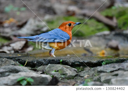 Orange Thrush, a beautiful orange bird found in the tropical rainforests of Southeast Asia 130824402