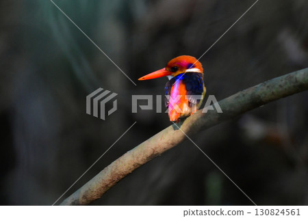 The three-toed kingfisher is a beautiful red and purple bird found in the tropical rainforests of Southeast Asia. The three-toed kingfisher is a beautiful red and purple bird found in the tropical rainforests of Southeast Asia. 130824561