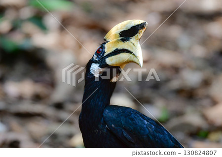 A large forest bird found in the tropical rainforests of Southeast Asia, including Thailand, the magpie hornbill 130824807