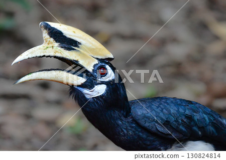 A large forest bird found in the tropical rainforests of Southeast Asia, including Thailand, the magpie hornbill 130824814