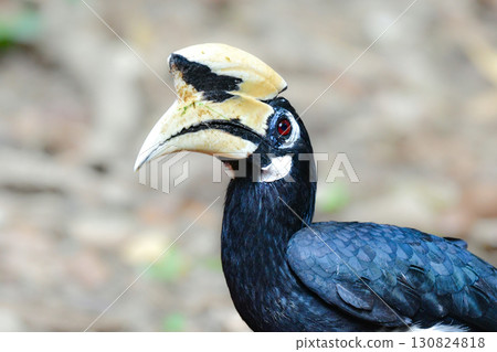 A large forest bird found in the tropical rainforests of Southeast Asia, including Thailand, the magpie hornbill 130824818