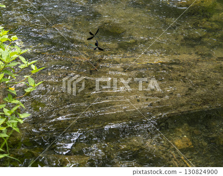 一隻蜻蜓在公園裡的小溪周圍飛舞 130824900