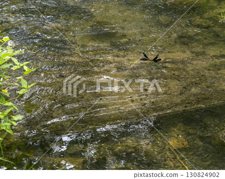 A dragonfly flying around the stream that runs through the park 130824902