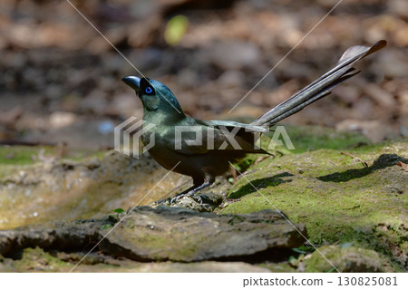 Black-capped Long-tailed Magpie, a black forest bird found in the tropical rainforests of Southeast Asia, including Thailand Black-capped Long-tailed Magpie, a black forest bird found in the tropical rainforests of Southeast Asia, including Thailand 130825081