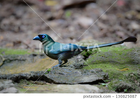 Black-capped Long-tailed Magpie, a black forest bird found in the tropical rainforests of Southeast Asia, including Thailand Black-capped Long-tailed Magpie, a black forest bird found in the tropical rainforests of Southeast Asia, including Thailand 130825087