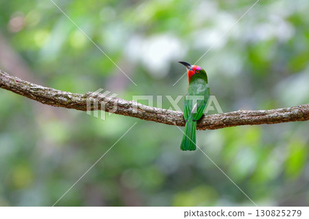 美麗的紅色、綠色和粉紅色朱胸蜂虎可以在東南亞（包括泰國）的熱帶雨林中找到。 130825279