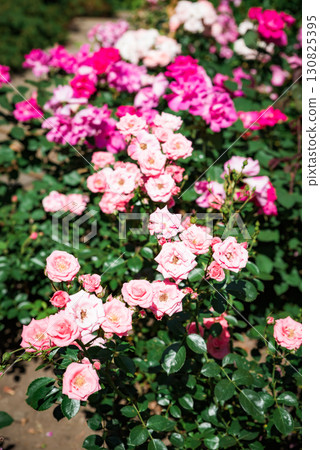 The Fairy floribunda roses blooming with vivid pink petals, lush foliage and clustered blossoms creating a beautiful garden summer display. The Fairy floribunda roses blooming with vivid pink petals, lush foliage and clustered blossoms creating a beautiful garden summer display. 130825395