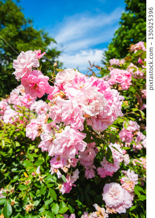 Beautiful John Davis roses in full bloom with soft pink petals under bright blue sky, hybrid kordesii garden rose variety in summer sunlight. 130825396