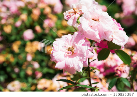 Close up of blooming John Davis hybrid kordesii roses with delicate pink petals, soft light highlighting natural beauty of garden flowers. 130825397