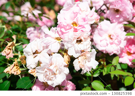 Pink John Davis roses captured in close detail, hybrid kordesii variety, delicate petals glowing in natural garden light, symbol of romance. Pink John Davis roses captured in close detail, hybrid kordesii variety, delicate petals glowing in natural garden light, symbol of romance. 130825398