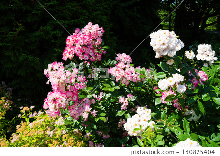 Rosa Mozart hybrid musk rose bush with clusters of delicate pink and white flowers, showing a lush ornamental shrub in a bright green landscape. Rosa Mozart hybrid musk rose bush with clusters of delicate pink and white flowers, showing a lush ornamental shrub in a bright green landscape. 130825404