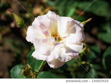 Close-up of Charles Aznavour rose, delicate white petals with pink shades unfolding gracefully, natural beauty in bloom. Close-up of Charles Aznavour rose, delicate white petals with pink shades unfolding gracefully, natural beauty in bloom. 130825410