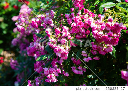 Side view of Watburg rambler rose branches with clusters of pink blossoms, soft petals and greenery shining in warm summer sunlight. 130825417