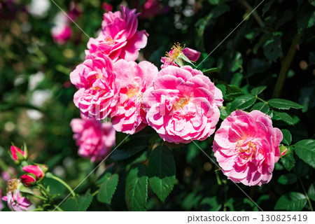 Several Camelot roses large flowered climber in vibrant pink shades bloom gracefully with lush foliage in a green summer garden setting. 130825419