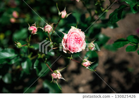 Close up of Allure Winter Jewel Floribunda rose with soft pink petals glowing in sunlight, showing its gentle beauty and elegant delicate bloom. Close up of Allure Winter Jewel Floribunda rose with soft pink petals glowing in sunlight, showing its gentle beauty and elegant delicate bloom. 130825426