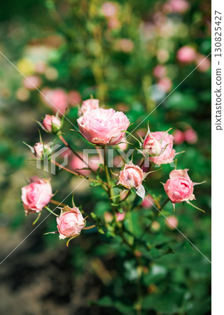 Vertical view of Allure Winter Jewel Floribunda roses in soft pink shades blooming gracefully with lush green foliage in a summer garden. Vertical view of Allure Winter Jewel Floribunda roses in soft pink shades blooming gracefully with lush green foliage in a summer garden. 130825427