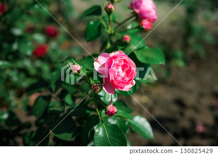 Single pink Leonardo da Vinci floribunda rose blooming in sunlight, close up view of soft petals and green leaves in a summer garden. Single pink Leonardo da Vinci floribunda rose blooming in sunlight, close up view of soft petals and green leaves in a summer garden. 130825429