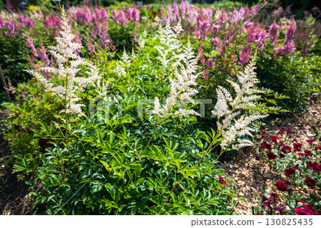 White plumes of Astilbe Bridal Veil blooming among lush green foliage in a sunny garden with soft pink astilbe flowers in the background. White plumes of Astilbe Bridal Veil blooming among lush green foliage in a sunny garden with soft pink astilbe flowers in the background. 130825435