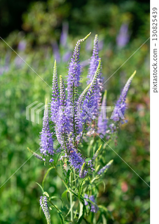 Tall purple flower spikes of Veronica longifolia stand gracefully among green leaves in a sunny garden bringing height and vibrant color to the view. 130825439