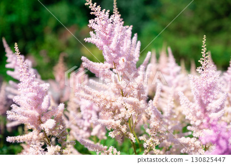 Soft pink plumes of Astilbe blooming in summer garden, delicate flowers create a dreamy texture with lush green background and gentle sunlight. 130825447