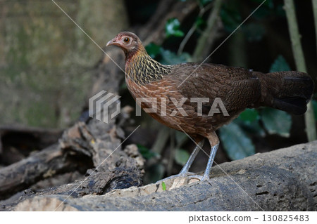紅原雞是一種美麗的類似雞的鳥，生活在東南亞的熱帶雨林中。 130825483