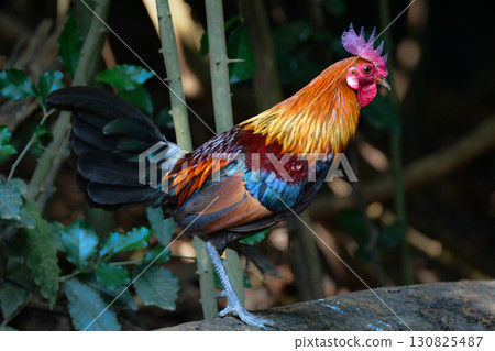 The red junglefowl is a beautiful chicken-like bird found in the tropical rainforests of Southeast Asia. The red junglefowl is a beautiful chicken-like bird found in the tropical rainforests of Southeast Asia. 130825487