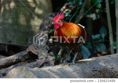 The red junglefowl is a beautiful chicken-like bird found in the tropical rainforests of Southeast Asia. 130825489
